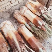 قطع نخل رایگان