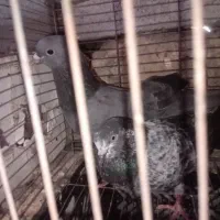 کفترپرشی|پرنده|میناب, |دیوار