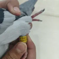 کبوتر مسافتی مست مست