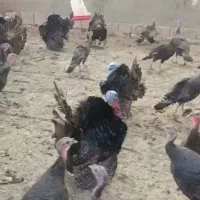 جوجه بوقلمون برنز
