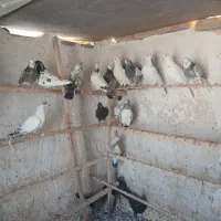 حدود 25تا کفتر عالی