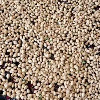 نیازمندیک نفرباغبان|خدمات باغبانی و درختکاری|خرم‌آباد, |دیوار