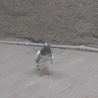 دوعدد نر فروشی|پرنده|چابهار, |دیوار