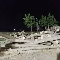 خرید چوب صنوبر و سپیدار بصورت عمده