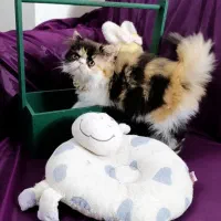 گربه|گربه|تهران, دستغیب|دیوار