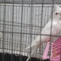 طوطی ماده البینو