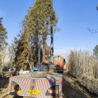 جابه جایی درخت بن بالا محوطه و اجرای فضای سبز