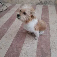 سگ شیتزوکراس