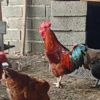 دو خروس زیبا