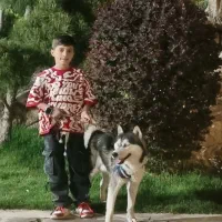 سگ هاسکی گم شده|حیوانات|مشهد, شهید قربانی|دیوار