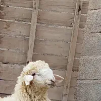 بره سنجابی قوچ میش|حیوانات مزرعه|کرمان, |دیوار