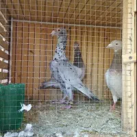 کبوتر هفترنگ آس