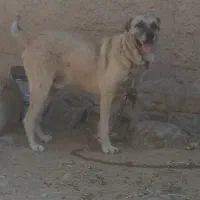 سگ سرابی