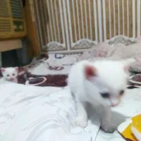 بچه گربه میکس پرشین واسکاتیش|گربه|بابل, |دیوار