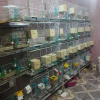 فروش انواع فنج گلو بریده دیوار صورتی