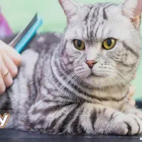 گربه پیداشده
