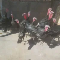 بوقلمون|حیوانات مزرعه|قم, شهرک قدس|دیوار