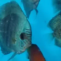 گله دیسکس مولد