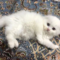 بچه گربه اسکاتیش پرشین