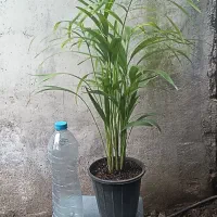 گل اریکا