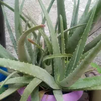 گل الورا سرحال پرااز شاخه
