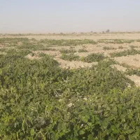 لوبیا سبز وخشک|خوردنی و آشامیدنی|اهواز, کوی طلاب|دیوار