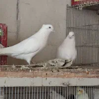 کبوتر نر سفید اراکی و پلاکی