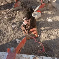 سگ نر پیرپت