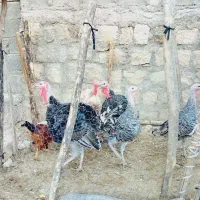 بوقلمون و خروس|حیوانات مزرعه|سیوان, |دیوار