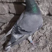 قره سبز ماده