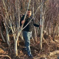 فروش نهال های بن دار قوی با بهترین کیفیت