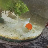 ماهی گلدفیش|ماهی|اسلامآباد غرب, |دیوار