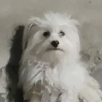 فروش سگ پشمالو