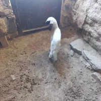 کاور درجه یک