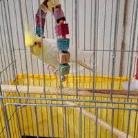 عروس هلندی|پرنده|فردیس, منظریه|دیوار