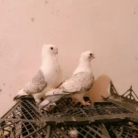 جفت موشی پروانه ای عروسک