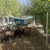 فروش گوسفند ، بره نر و ماده فیروزکوه