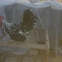 خروس گلین لری|حیوانات مزرعه|یزد, |دیوار