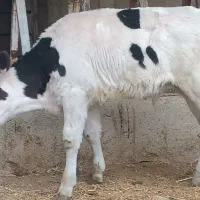 گوساله نر گاو حذفی