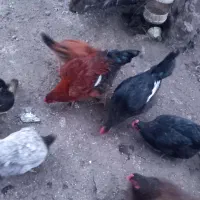 ۲ عدد خروس محلی فروشی