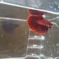 فایتر.بتا.دافنی|ماهی|رشت, نظری|دیوار