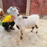 بزه شیر دار