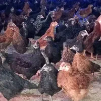 مرغ و خروس محلی نیمچه