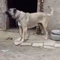 سگ ماده سرابی