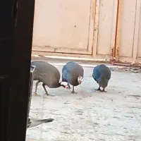 مورغ شاخک|حیوانات مزرعه|هامون, |دیوار