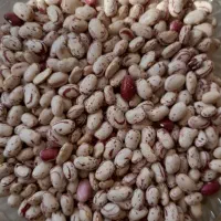 فروش لوبیا چیتی اعلا سرحد یاسوج در نوراباد|خوردنی و آشامیدنی|نورآباد ممسنی, |دیوار