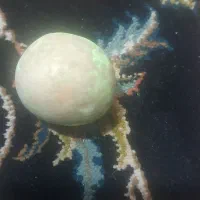 سنگ گوهر شب چراغ