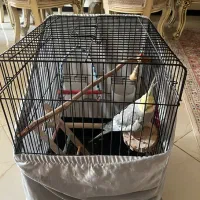 عروس هلندی ازاول دست خودم بوده۲ساله به همراه قفس