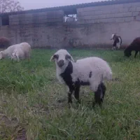 ۲راس بره نر و ماده|حیوانات مزرعه|گرگان, |دیوار