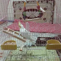 عروس هلندی|پرنده|تکاب, |دیوار
